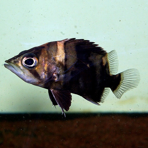 ���ȥ˥��ץ饹��󡡡�(Ǯ�ӵ�)