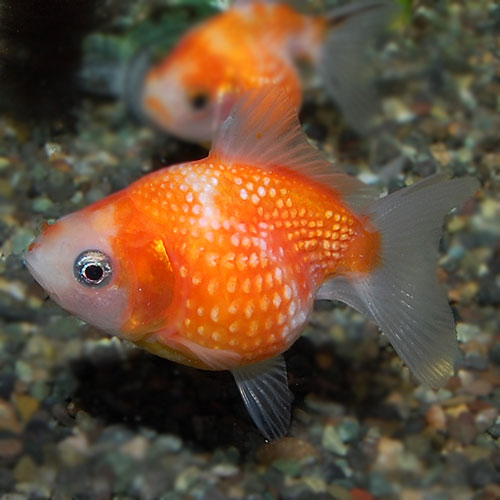 �ԥ�ݥ�ѡ��롡3ɤ��2ɤ+1ɤ�����ӥ���(����������)