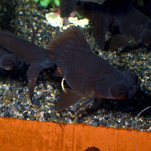 �����ܶ⡡1ɤ��(����������)