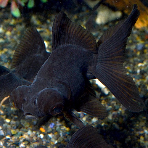 �����ܶ⡡1ɤ��(����������)