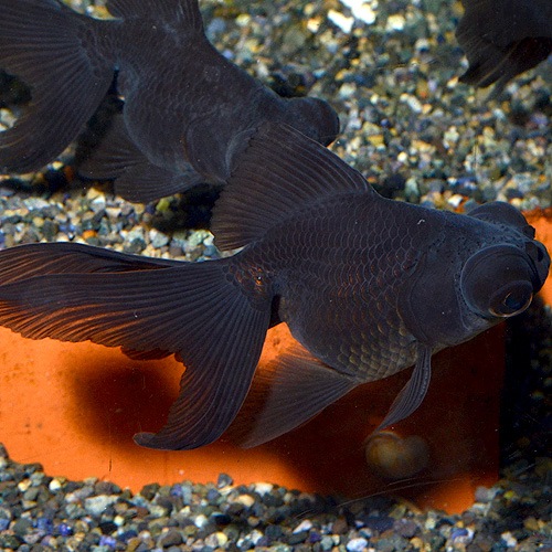 �����ܶ⡡1ɤ��(����������)