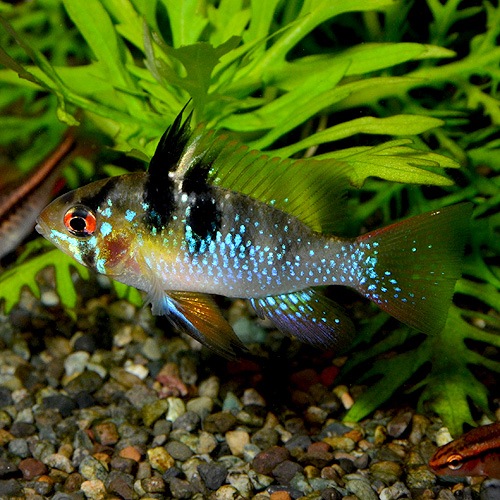 �֥롼��ࡡSM��M��������1Pr��(Ǯ�ӵ�)