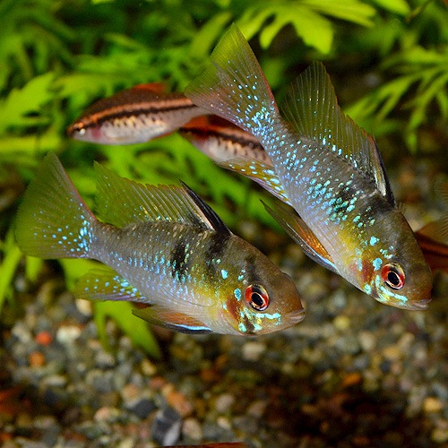 �֥롼��ࡡSM��M��������1Pr��(Ǯ�ӵ�)