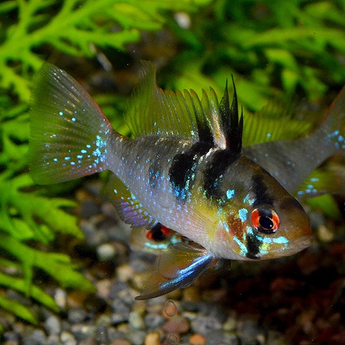 �֥롼��ࡡSM��M��������1Pr��(Ǯ�ӵ�)