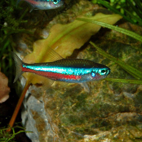 グリーンネオンテトラ S～SMサイズ 1匹 (熱帯魚) | 熱帯魚・エビ