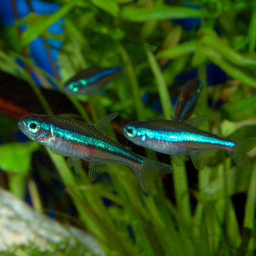グリーンネオンテトラ S～SMサイズ 1匹 (熱帯魚) | 熱帯魚・エビ