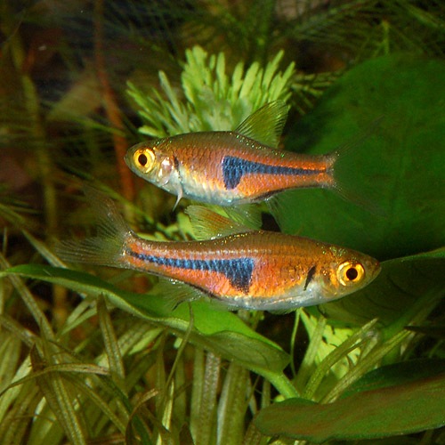 �饹�ܥ顡�����ڥ�  S��������8ɤ+��2ɤ�ץ쥼��ȡۡ����10ɤ��(Ǯ�ӵ�)