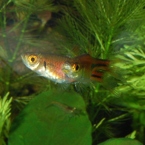 �饹�ܥ顡�����ڥ�  S��������8ɤ+��2ɤ�ץ쥼��ȡۡ����10ɤ��(Ǯ�ӵ�)