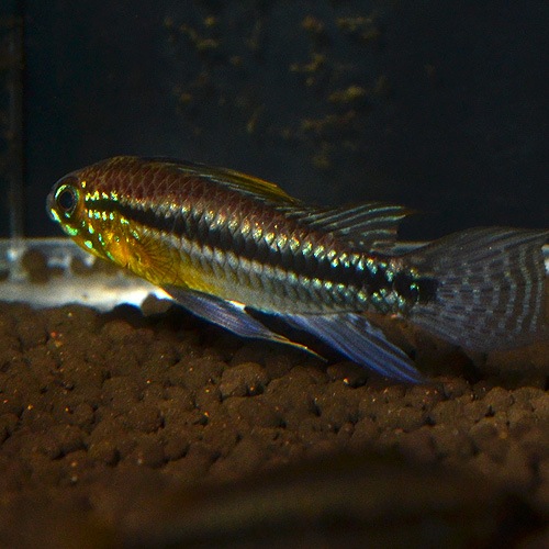 Ap���ӥ����˥����������쥤����  SM����������Wild�ɡ�1Pr��(Ǯ�ӵ�)