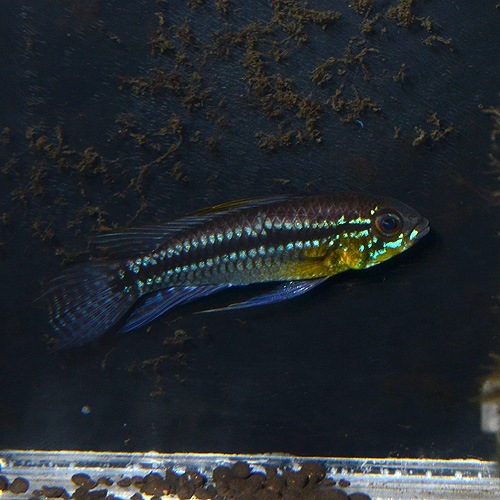 Ap���ӥ����˥����������쥤����  SM����������Wild�ɡ�1Pr��(Ǯ�ӵ�)