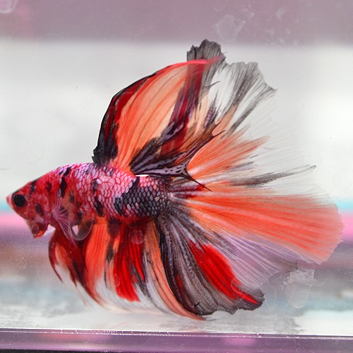 �ڤ��ޤ����ۥ��硼�٥����ޥ�����顼HM��S���졼�ɡ�(Ǯ�ӵ�)