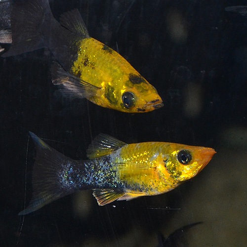 イエローパステルブラックモーリー 1匹 (熱帯魚) | 熱帯魚・エビ