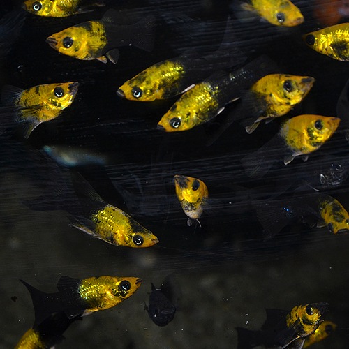 ѥƥ֥å⡼꡼4ɤ1ɤӥۡ5ɤ(Ǯӵ)