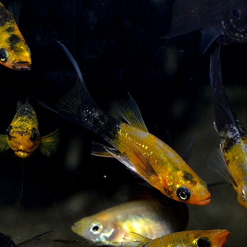 ѥƥ֥å⡼꡼4ɤ1ɤӥۡ5ɤ(Ǯӵ)