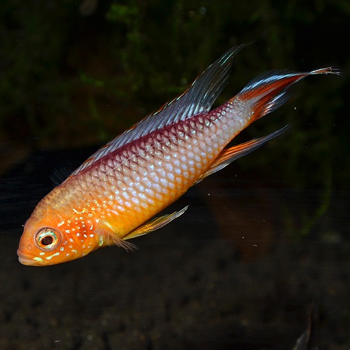 Ap���������������ե����䡼��åɡ�1Pr���Ȳ��֥꡼�ɡ� ��(Ǯ�ӵ�)