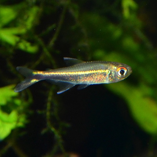 �ϥ��ե����֥ꥳ�󡦥᥿����1ɤ��(Ǯ�ӵ�)