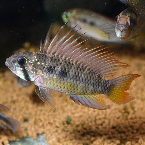 Ap��sp�֥饤�ȥӥ�ǥ󡡥磻��ɡ��� (Ǯ�ӵ�)