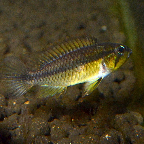 Ap�����������������쥤����1Pr���ȣף����(Ǯ�ӵ�)