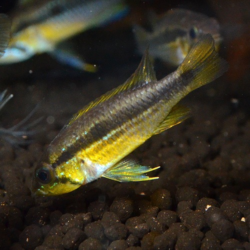 Ap������������ ���֥롼ML��L��������1Pr���ȥڥ롼��w����ɡ�(Ǯ�ӵ�)