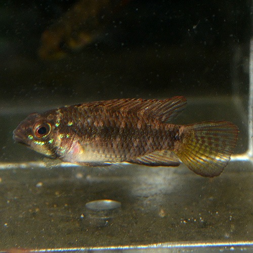 Ap��sp�֥饤�ȥӥ�ǥ󡡥�����إ��֥꡼�ɡ�1Pr 2625sp (Ǯ�ӵ�)