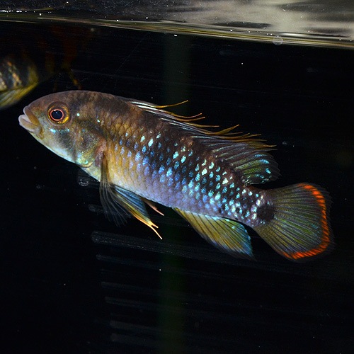 Ap������50�ʥХ��󥹥ҡˡ��ڥ롼�����ޥ���������1pr��(Ǯ�ӵ�)