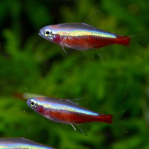 ����ӥΡ��������ʥ�ƥȥ顡1ɤ��(Ǯ�ӵ�)