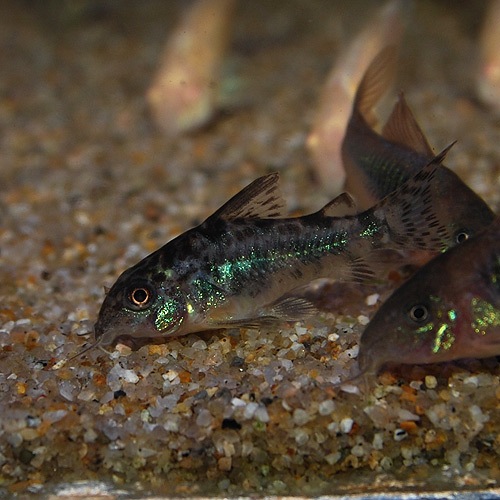 Co.�ѥ쥢�����ʥ֥꡼�ɸ��Ρˡ�1ɤ(Ǯ�ӵ�)