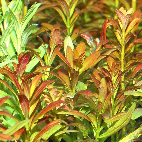 ���륢�ʤ�ͼ�Ƥ���3�ܡʿ����