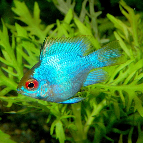 コバルトブルーバルーンラミレジィ 2匹 熱帯魚 熱帯魚 エビ アピスト ドワーフ 熱帯魚 海水魚 通販ショップ アクアライズ