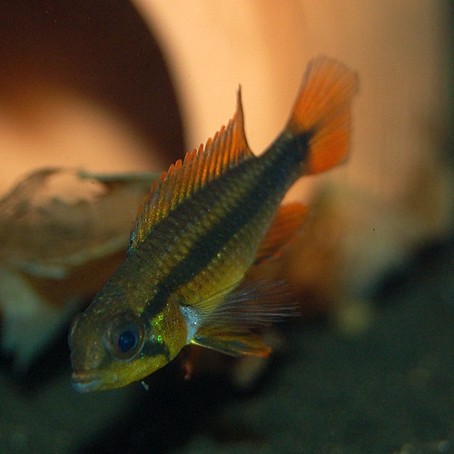 Ap֥åɡȲ֥꡼ɡɡ1Pr(Ǯӵ)