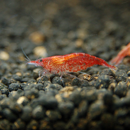 åɥ꡼ס30ɤ25ɤ5ɤӥ(Ǯӵ)