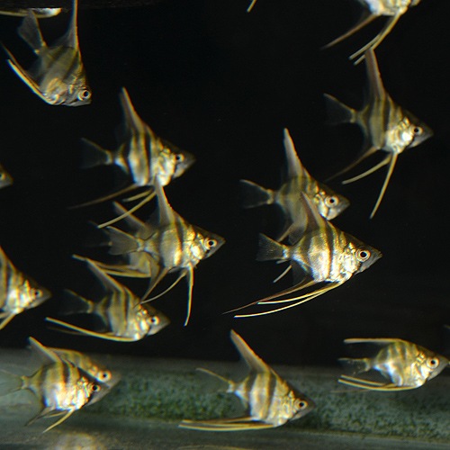 ���륿�२�󥼥�  SS��S��������5ɤ(Ǯ�ӵ�)