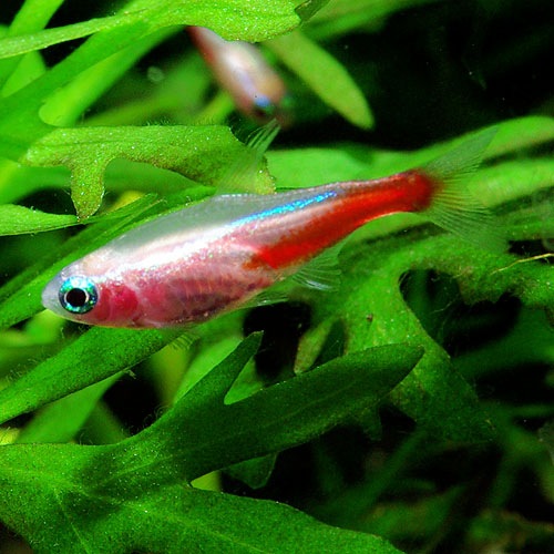 アルビノ・ネオンテトラ 1匹 (熱帯魚) | 熱帯魚・エビ,カラシン