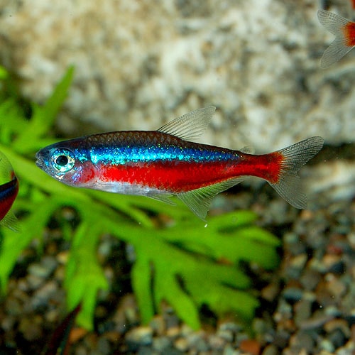 カージナルテトラ Smサイズ 合計50匹 45匹 5匹サービス 熱帯魚 熱帯魚 エビ カラシン テトラ 熱帯魚 海水魚 通販ショップ アクアライズ カージナルテトラ Smサイズ 合計50匹 45匹 5匹サービス 熱帯魚 熱帯魚 エビ カラシン テトラ 熱帯魚 海水魚 通販ショップ アクアライズ