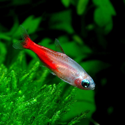 ゴールデンダイヤモンドヘッド・ネオンテトラ 1匹 (熱帯魚) | 熱帯魚