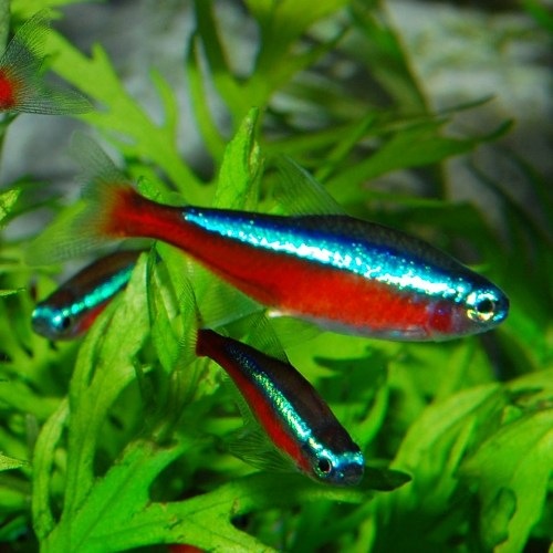 �������ʥ�ƥȥ顡XL�������� 1ɤ��(Ǯ�ӵ�)