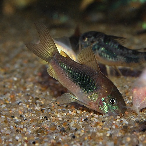 Co.ͥʥ֥꡼ɸΡ1ɤ(Ǯӵ)