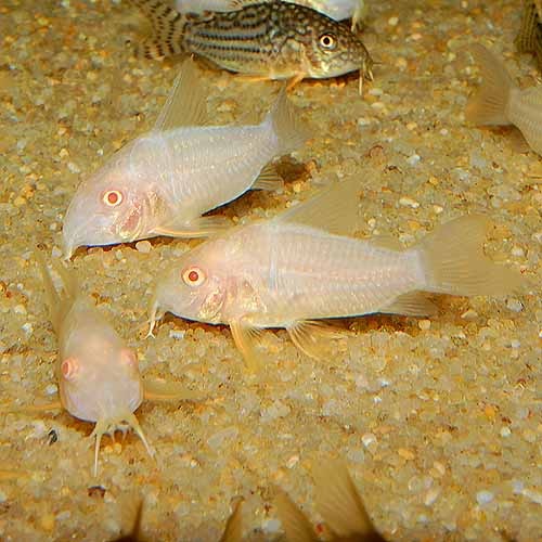 Co.����ӥΥ��ƥ�Х��ʥ֥꡼�ɸ��Ρ�1ɤ(Ǯ�ӵ�)