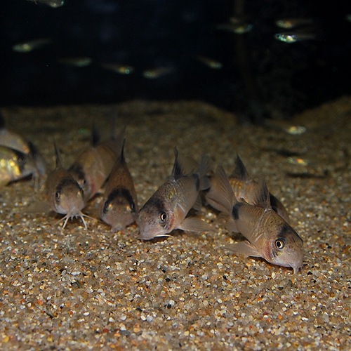 Co.�ѥ���ʥ磻��ɸ��Ρ�(Ǯ�ӵ�)