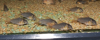 Co.���󥳥�����ʥ磻��ɸ��Ρ�1ɤ��Ǯ�ӵ���