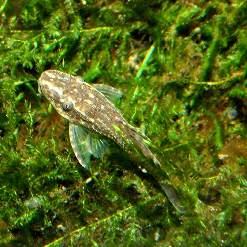 オトシン ネグロ 1匹 熱帯魚 熱帯魚 エビ ラスボラ 他小型魚 熱帯魚 海水魚 通販ショップ アクアライズ