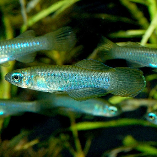 ���եꥫ����ץ���  SM�����������1ɤ��(Ǯ�ӵ�)