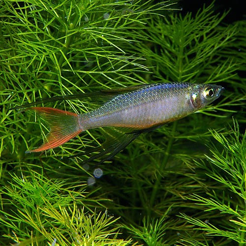 ニューギニアレインボー １０匹 熱帯魚 熱帯魚 エビ ラスボラ 他小型魚 熱帯魚 海水魚 通販ショップ アクアライズ