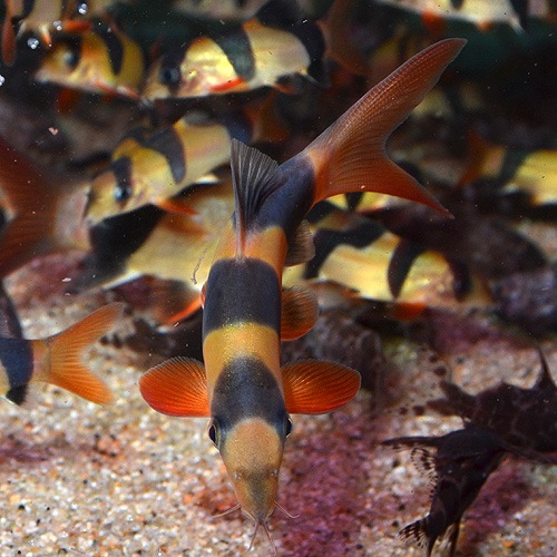 クラウンローチ Ml Lサイズ 1匹 熱帯魚 熱帯魚 エビ ラスボラ 他小型魚 熱帯魚 海水魚 通販ショップ アクアライズ
