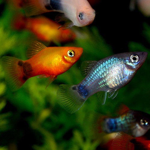 ミッキーマウスプラティー サンセット Smサイズ 1匹 熱帯魚 熱帯魚 エビ ラスボラ 他小型魚 熱帯魚 海水魚 通販ショップ アクアライズ