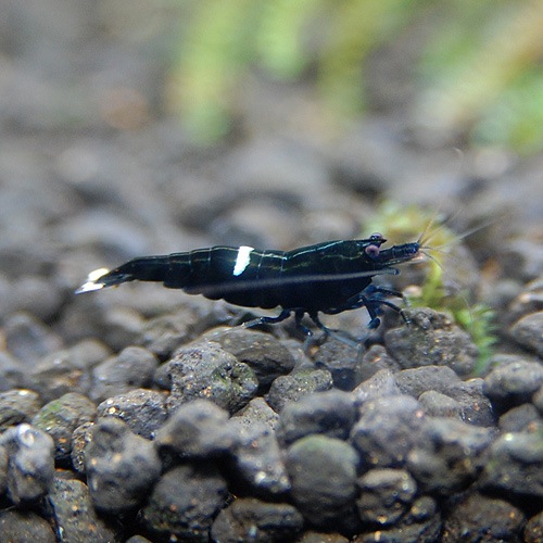 �֥�å�����ɡ�������ס���2ɤ(Ǯ�ӵ�)