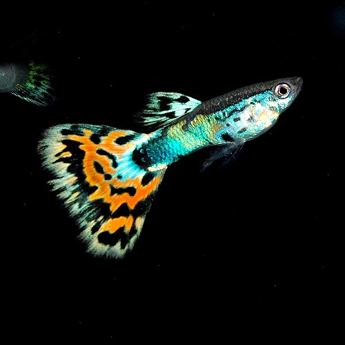 ��������åԡ��䡡������ɥե��å����⥶������1���(Ǯ�ӵ�)