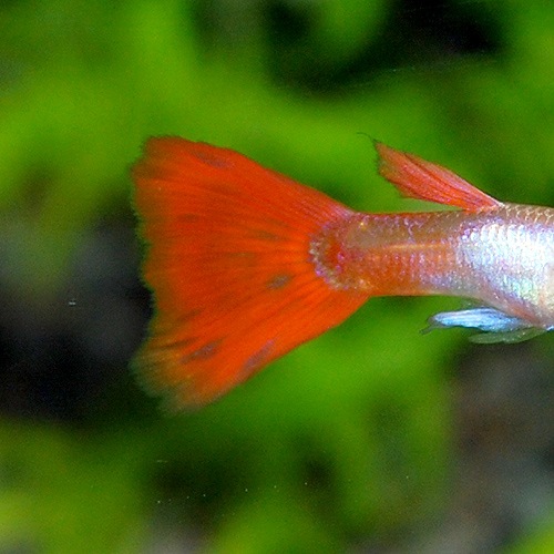 񻺡RRE.Aץʥåɥơ롡1prǮӵ