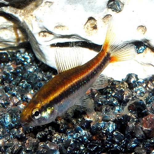 ワイツマニーテトラ 5匹 熱帯魚 熱帯魚 エビ 珍カラ 熱帯魚 海水魚 通販ショップ アクアライズ ワイツマニーテトラ 5匹 熱帯魚 熱帯魚 エビ 珍カラ 熱帯魚 海水魚 通販ショップ アクアライズ