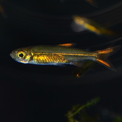 �����꡼�ӡ���ƥȥ�ʥ磻��ɡˡ�1ɤ��(Ǯ�ӵ�)